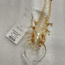 Anthropologie Shrimp Christmas Tree decoration Gisela Graham Limited Rare