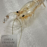 Anthropologie Shrimp Christmas Tree decoration Gisela Graham Limited Rare
