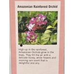 OPSO Amazonian Rainforest Orchid Reed Diffuser – 6 × 50ml | Natural Home Fragrance Gift Set