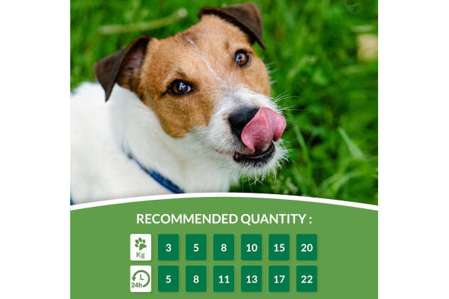 INABA Churu Sticks Chicken Flavour Dog Treats - 12 Packs (4 Per Pack) | Soft, Creamy, Grain-Free, Healthy Snack & Training Treat for Dogs