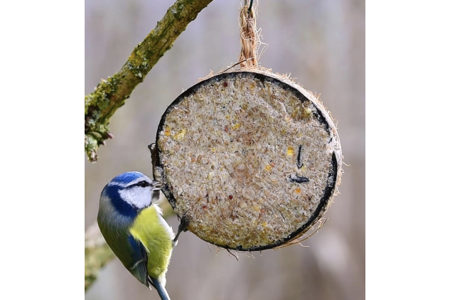 Extra Select Mealworm Half Coconut Wild Bird Food | 10 Hanging Feeders