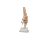 Life Size Knee Joint Perfect for Enhancing Understanding in Educational and Clinical Settings