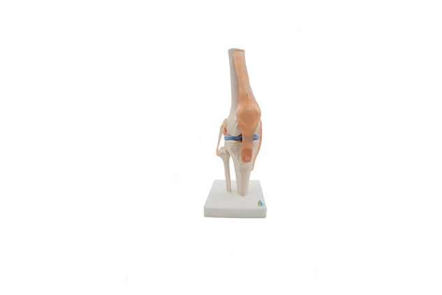Life Size Knee Joint Perfect for Enhancing Understanding in Educational and Clinical Settings