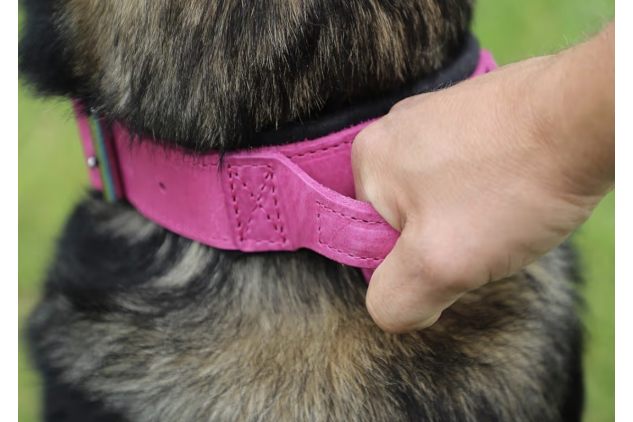 Dingo Gear Drago Leather Dog Collar with Handle Pink XL 56-64cm